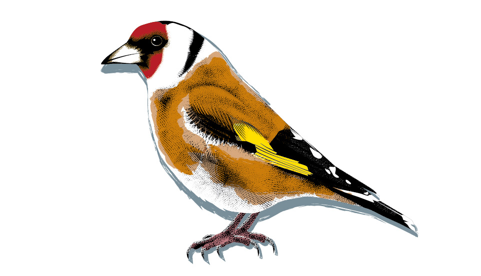 Le chardonneret élégant (Carduelis carduelis)