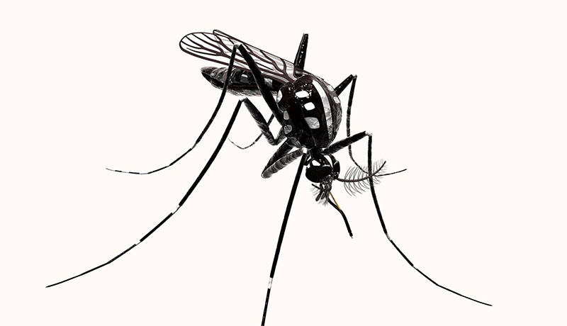 Moustiques (aedes aegypti, aedes albopictus)